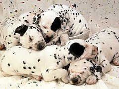 Sweet Dreams, Dalmatian Puppies